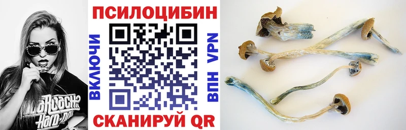 сколько стоит  Ступино  Псилоцибиновые грибы Psilocybine cubensis 